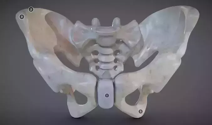 Pelvic skeleton - Pelvis Low-poly 3D model