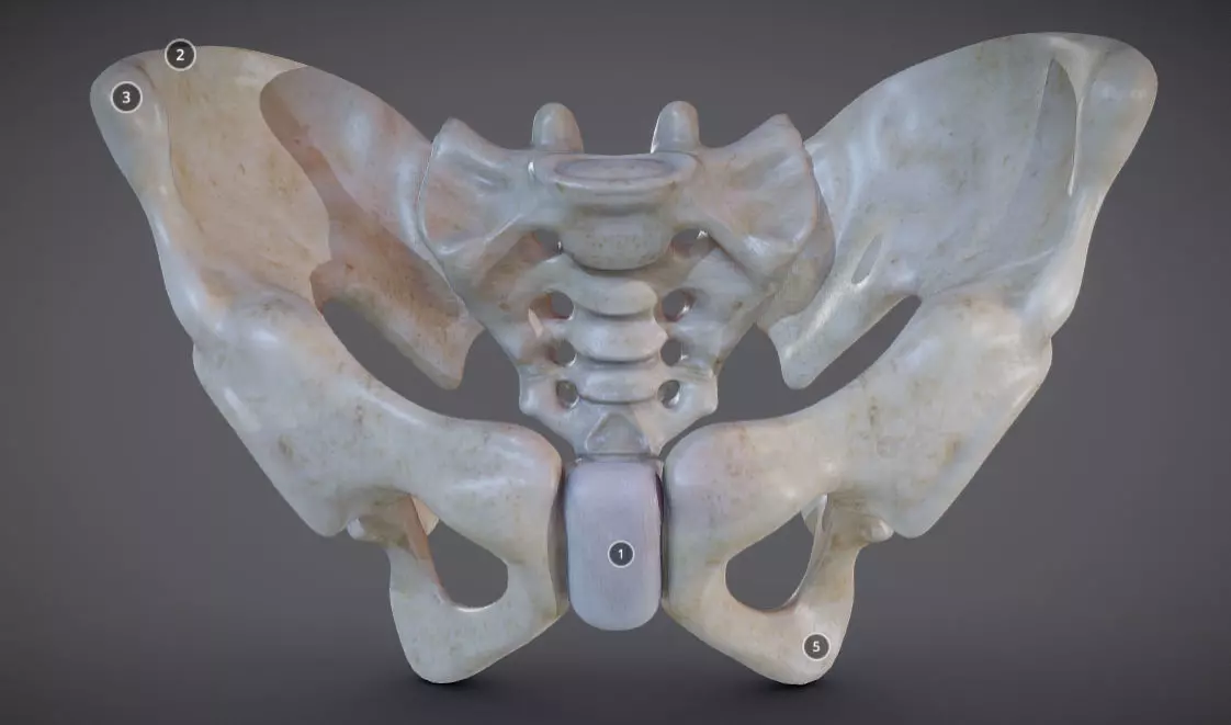 Pelvic skeleton - Pelvis Low-poly 3D model_0