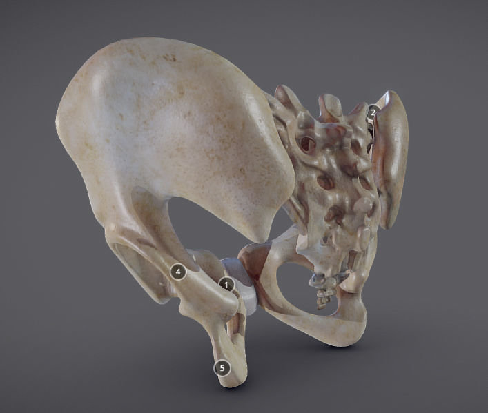 Pelvic skeleton - Pelvis Low-poly 3D model_3