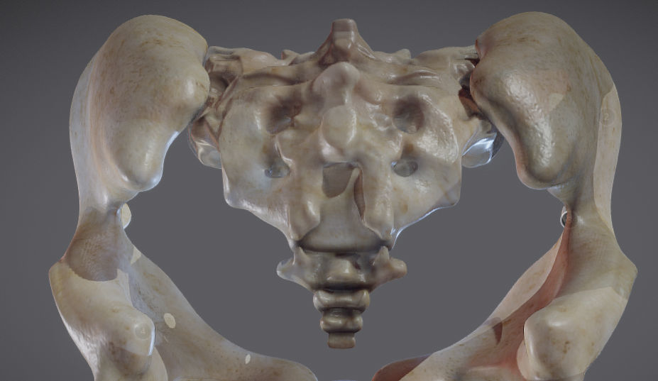 Pelvic skeleton - Pelvis Low-poly 3D model_8