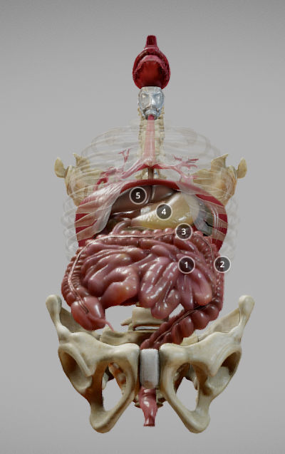 Gastrointestinal Tract Low-poly 3D model_6