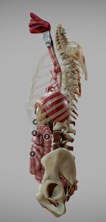 Gastrointestinal Tract Low-poly 3D model_1