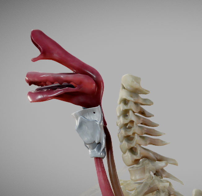 Gastrointestinal Tract Low-poly 3D model_23