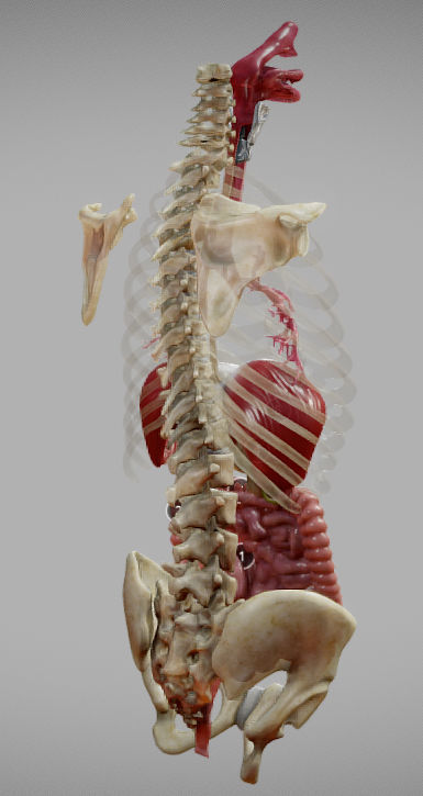 Gastrointestinal Tract Low-poly 3D model_4
