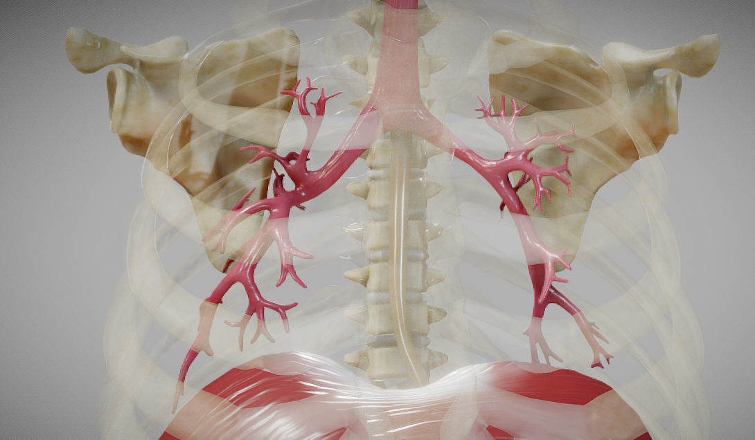 Gastrointestinal Tract Low-poly 3D model_18