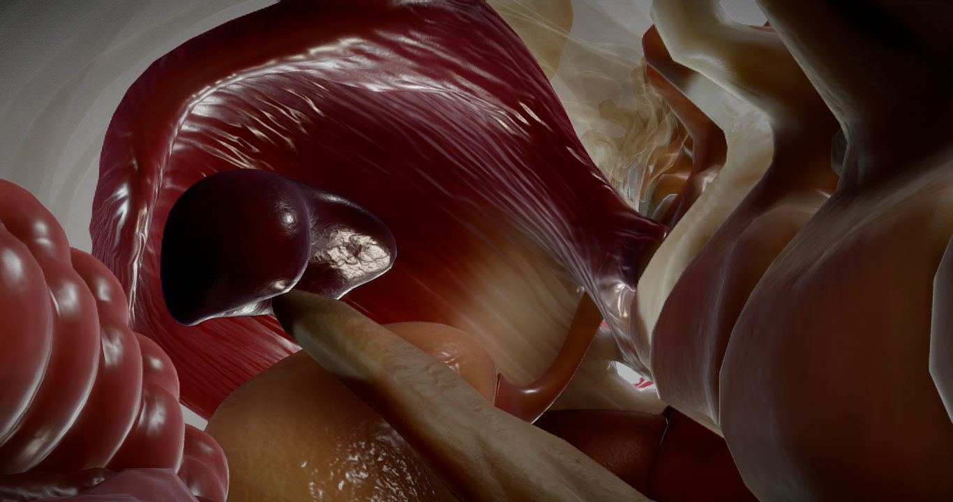 Gastrointestinal Tract Low-poly 3D model_16