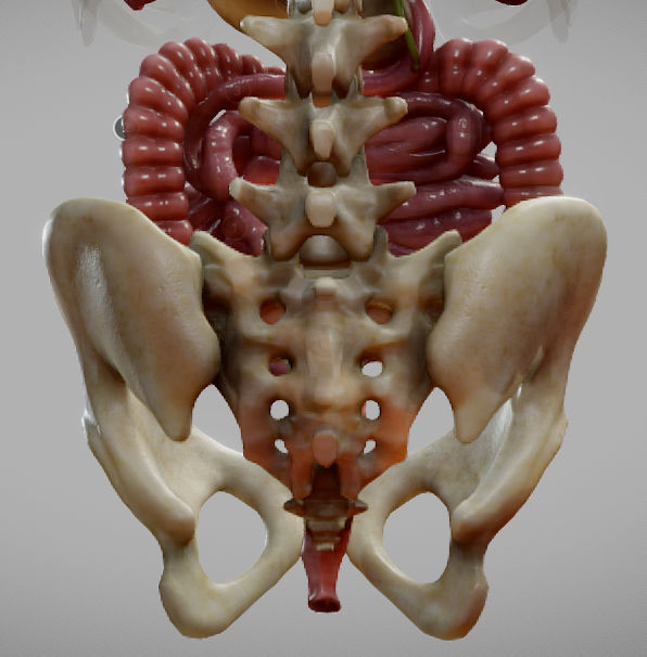 Gastrointestinal Tract Low-poly 3D model_12