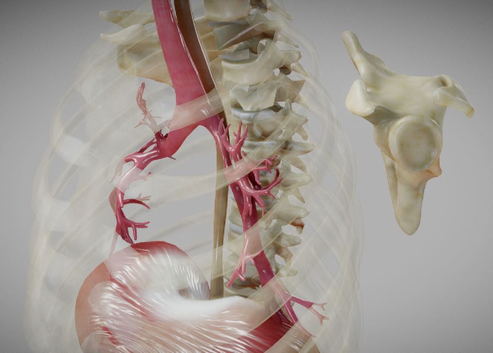 Gastrointestinal Tract Low-poly 3D model_19