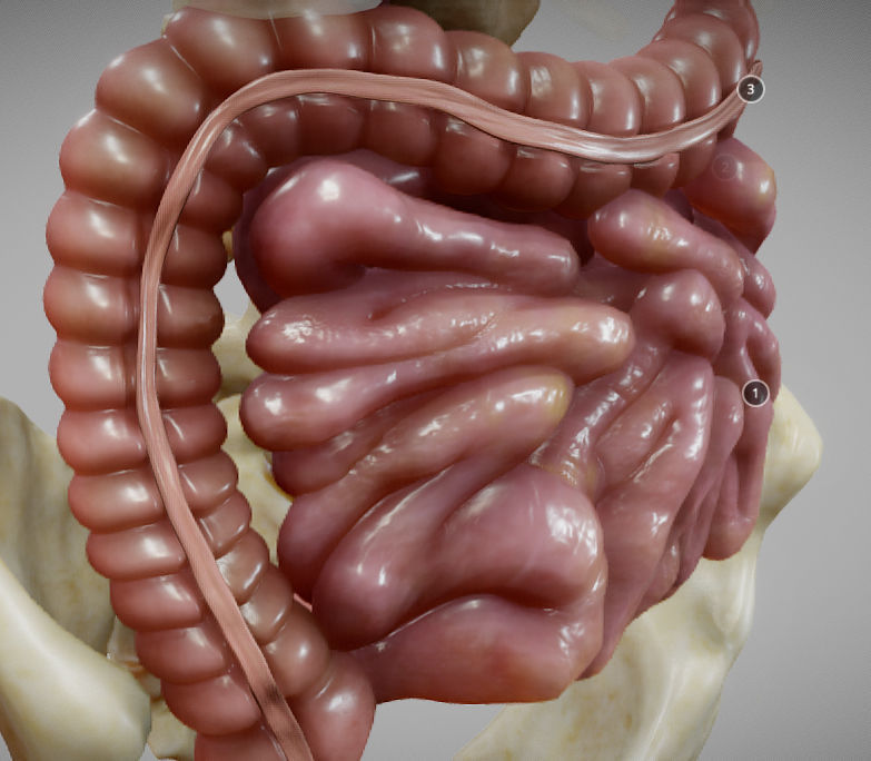 Gastrointestinal Tract Low-poly 3D model_13