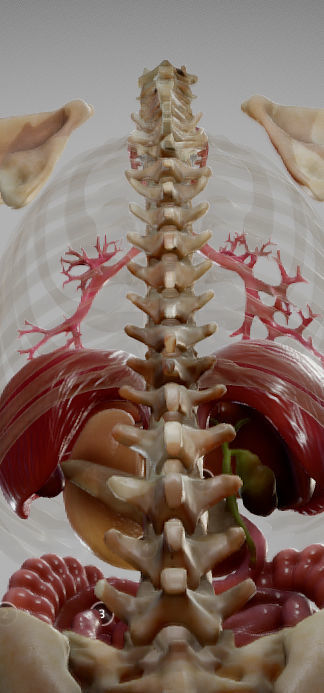 Gastrointestinal Tract Low-poly 3D model_25
