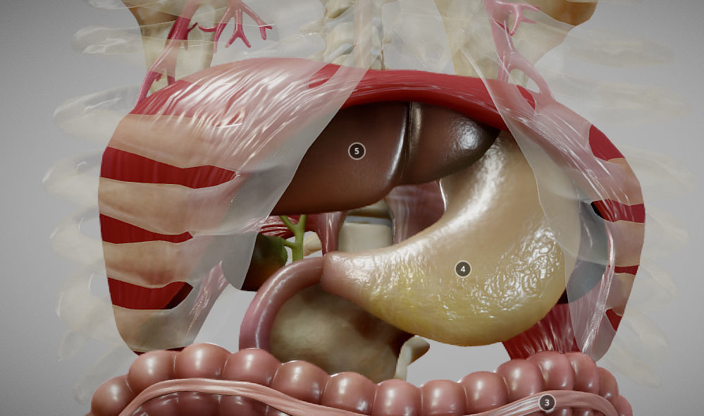 Gastrointestinal Tract Low-poly 3D model_14