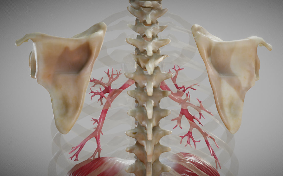 Gastrointestinal Tract Low-poly 3D model_20