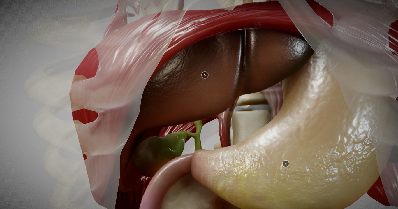 Gastrointestinal Tract Low-poly 3D model_17