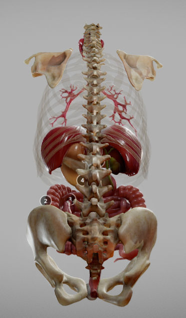 Gastrointestinal Tract Low-poly 3D model_7