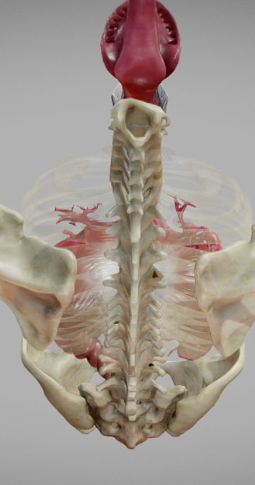 Gastrointestinal Tract Low-poly 3D model_26