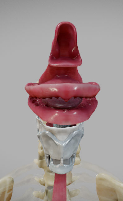 Gastrointestinal Tract Low-poly 3D model_22