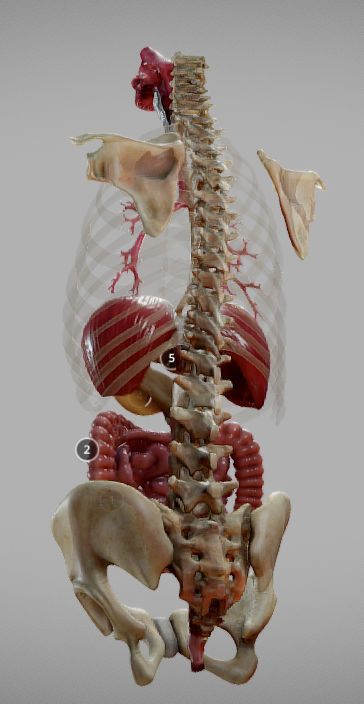 Gastrointestinal Tract Low-poly 3D model_2