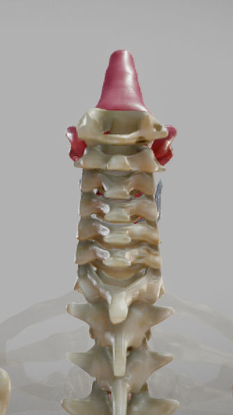 Gastrointestinal Tract Low-poly 3D model_24