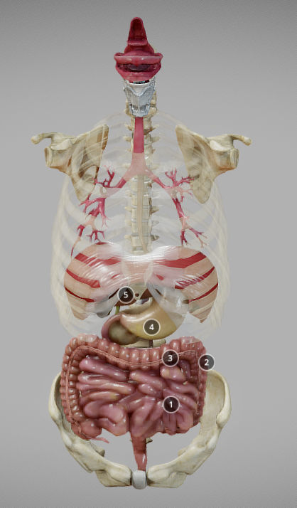 Gastrointestinal Tract Low-poly 3D model_5