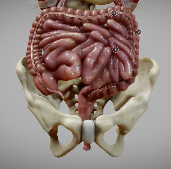 Gastrointestinal Tract Low-poly 3D model_10