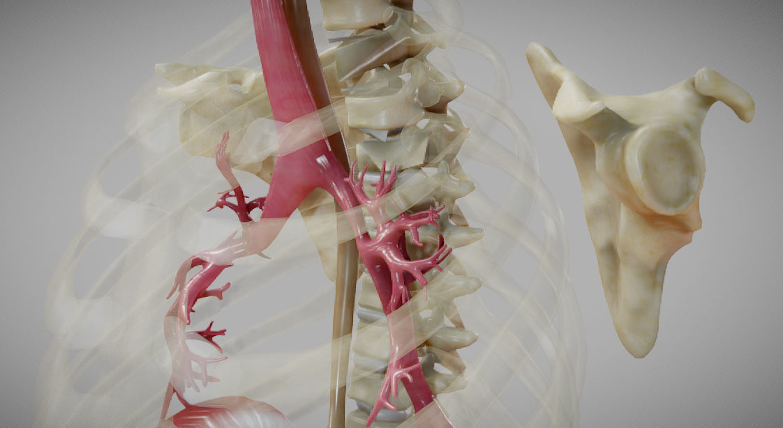 Gastrointestinal Tract Low-poly 3D model_21