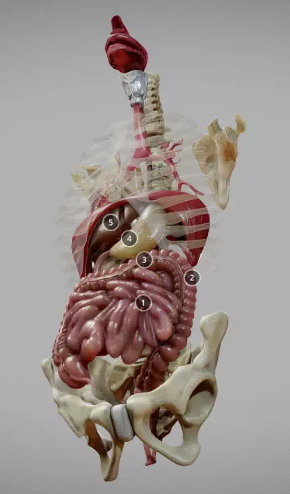 Gastrointestinal Tract Low-poly 3D model_0