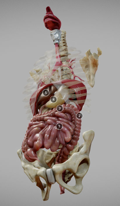 Gastrointestinal Tract