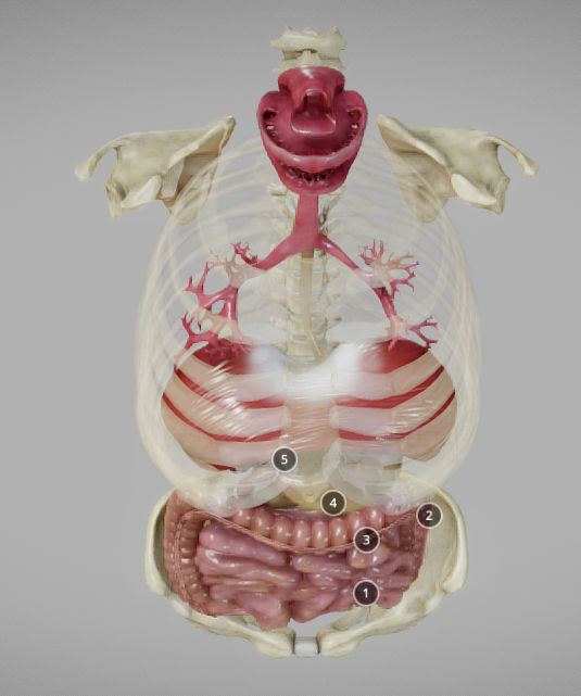 Gastrointestinal Tract Low-poly 3D model_9