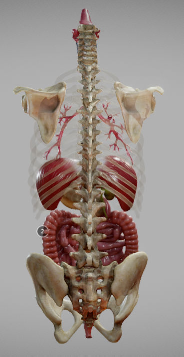 Gastrointestinal Tract Low-poly 3D model_3