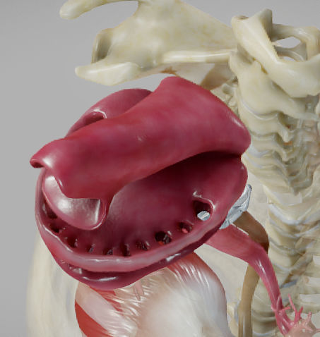 Gastrointestinal Tract Low-poly 3D model_28