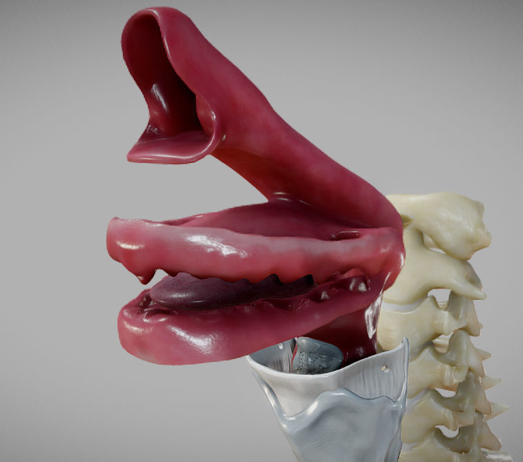 Gastrointestinal Tract Low-poly 3D model_27