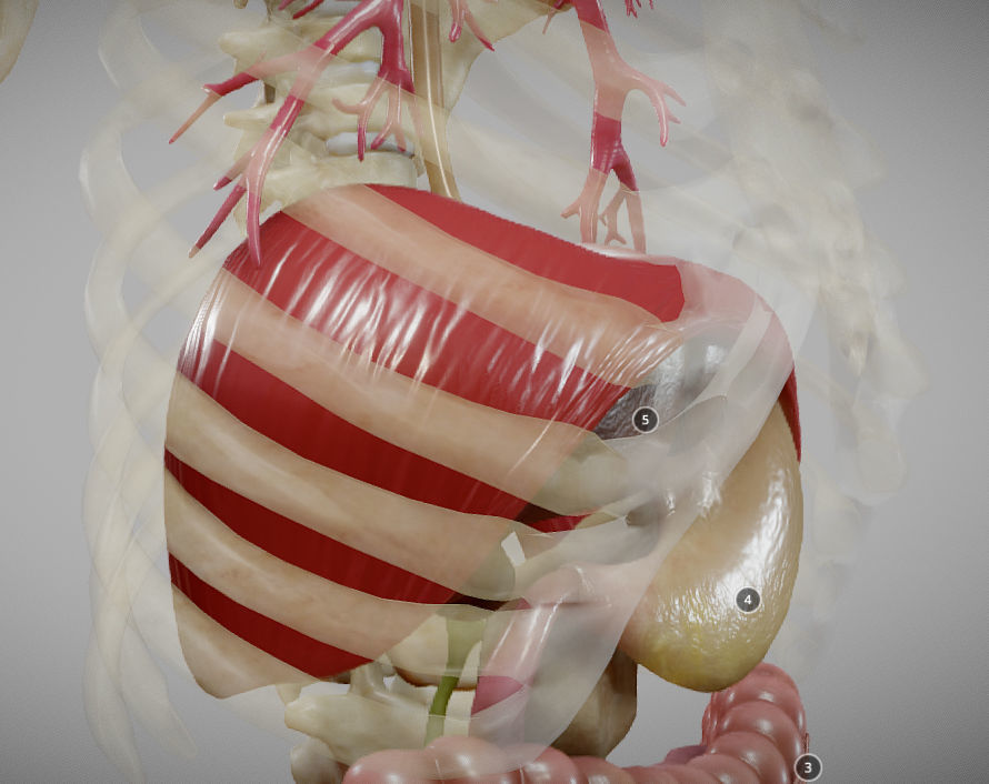 Gastrointestinal Tract Low-poly 3D model_15