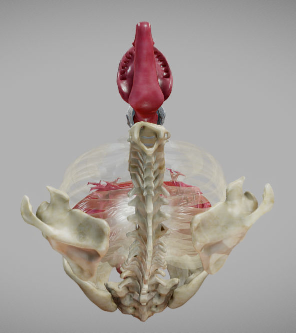 Gastrointestinal Tract Low-poly 3D model_8