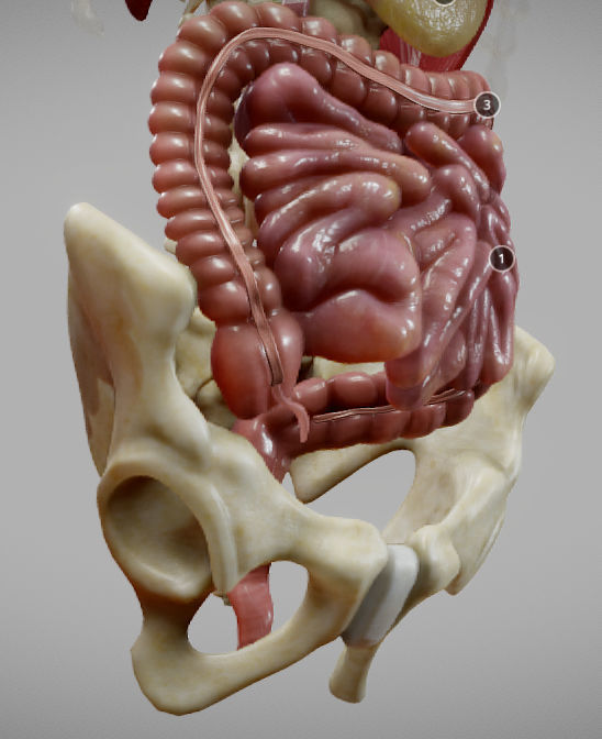 Gastrointestinal Tract Low-poly 3D model_11