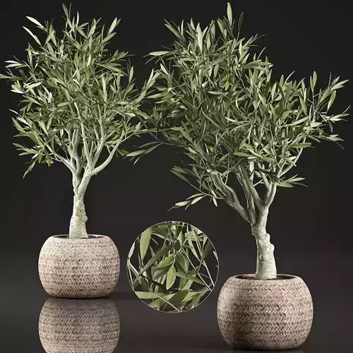 Olive tree for the interior in basket 644