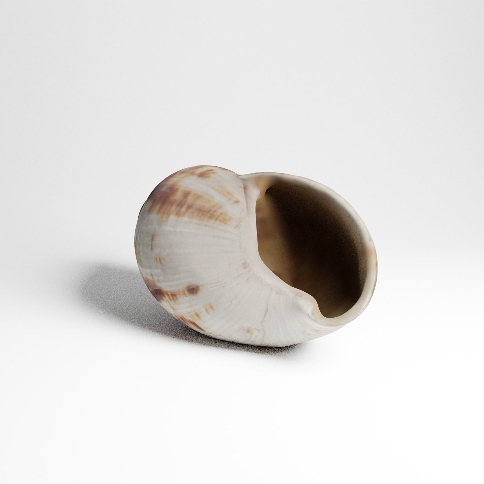 Seashell from Mozambique 3d Scan 3D model_22