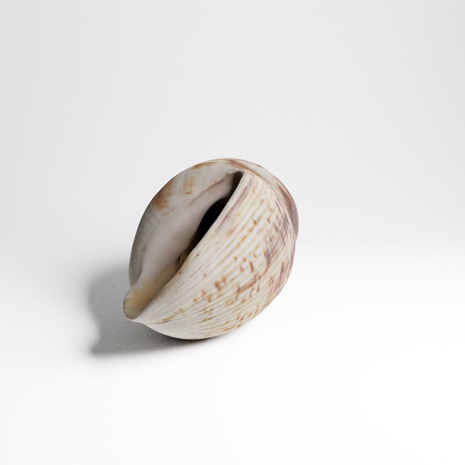 Seashell from Mozambique 3d Scan 3D model_19