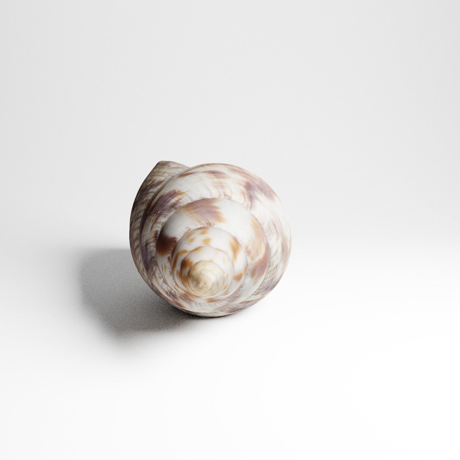 Seashell from Mozambique 3d Scan 3D model_13