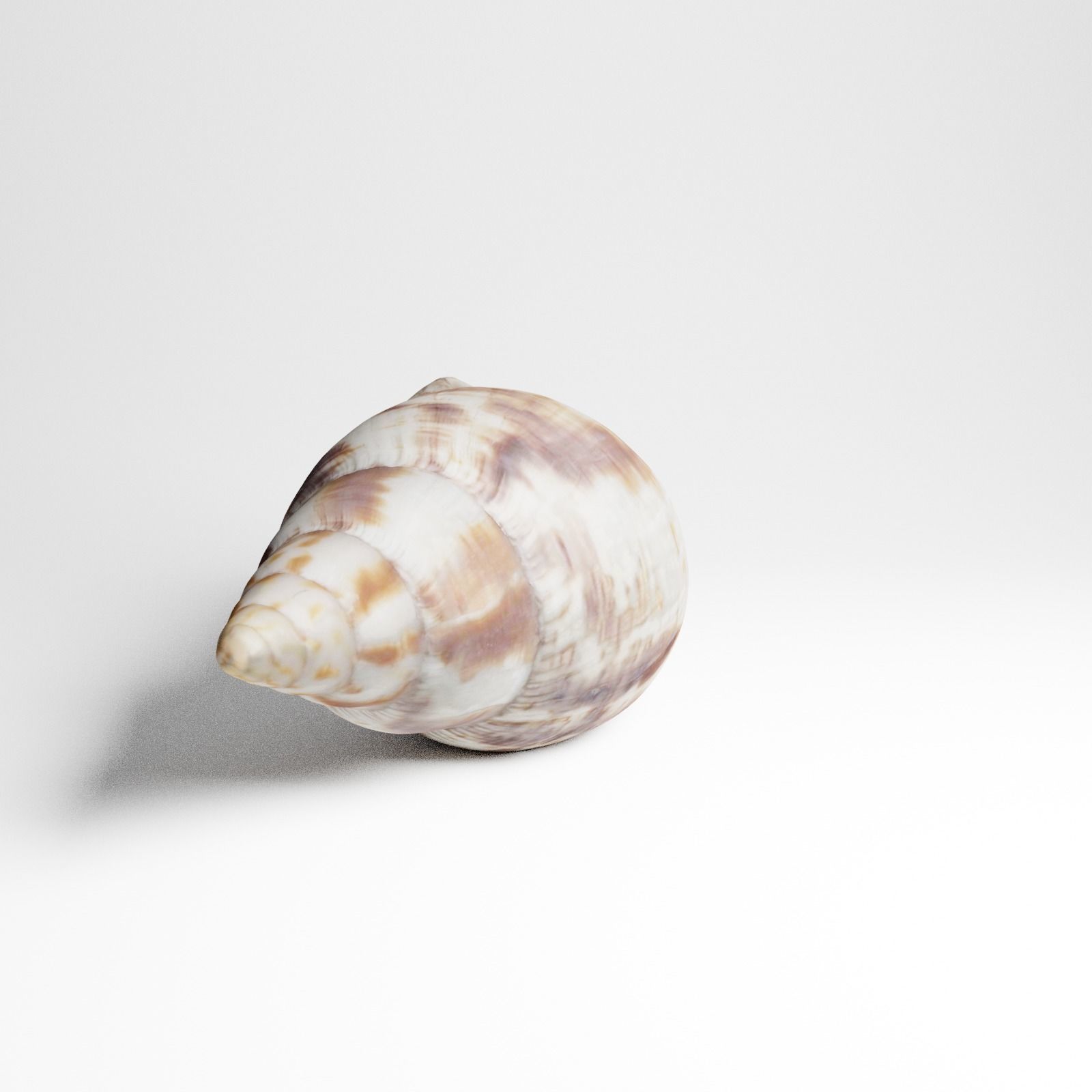 Seashell from Mozambique 3d Scan 3D model_12