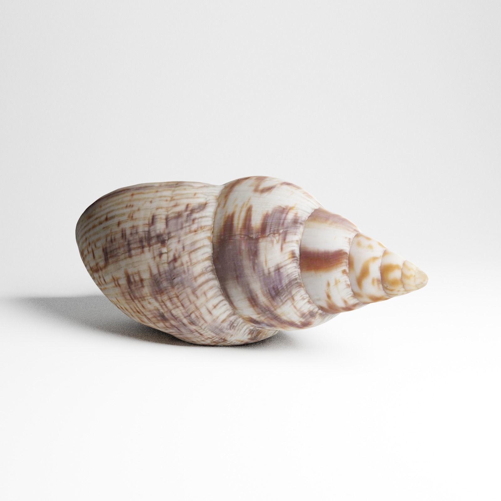 Seashell from Mozambique 3d Scan 3D model_15