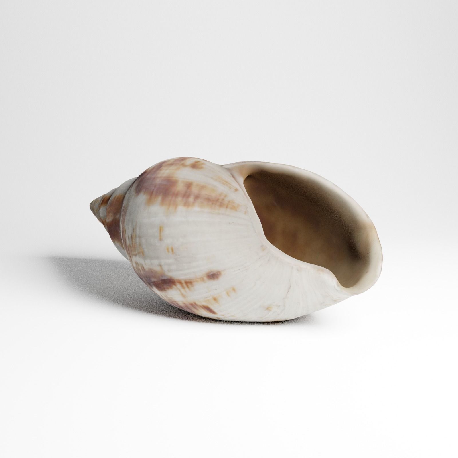 Seashell from Mozambique 3d Scan 3D model_24
