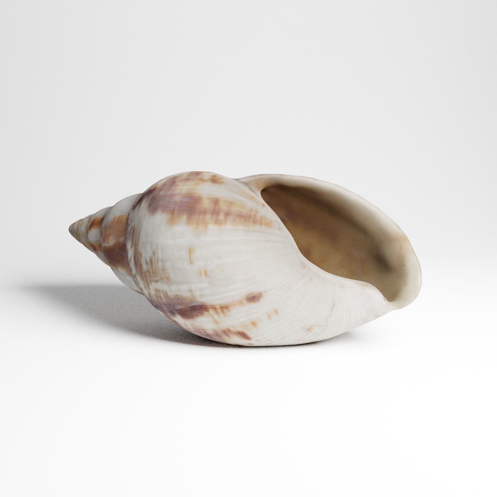 Seashell from Mozambique 3d Scan 3D model_7