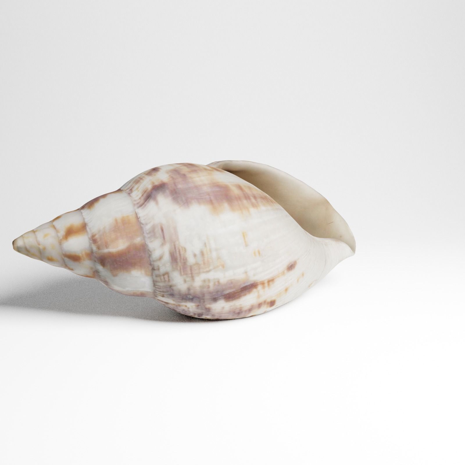 Seashell from Mozambique 3d Scan 3D model_10