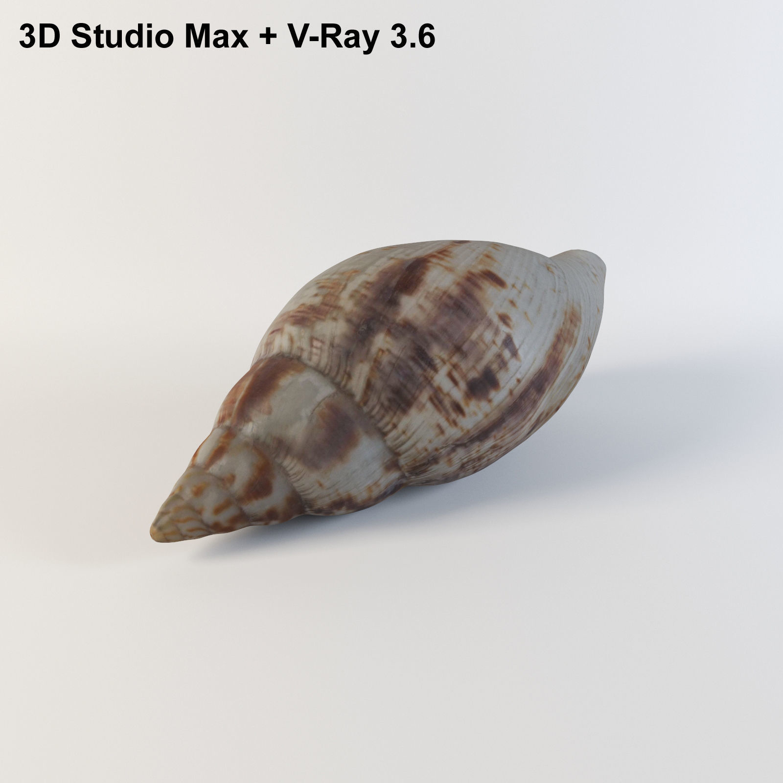 Seashell from Mozambique 3d Scan 3D model_1