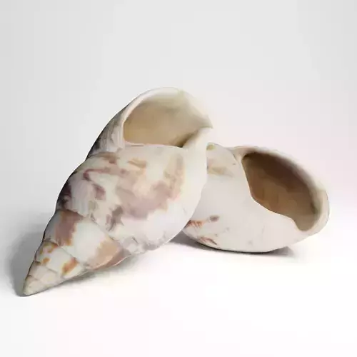 Seashell from Mozambique 3d Scan