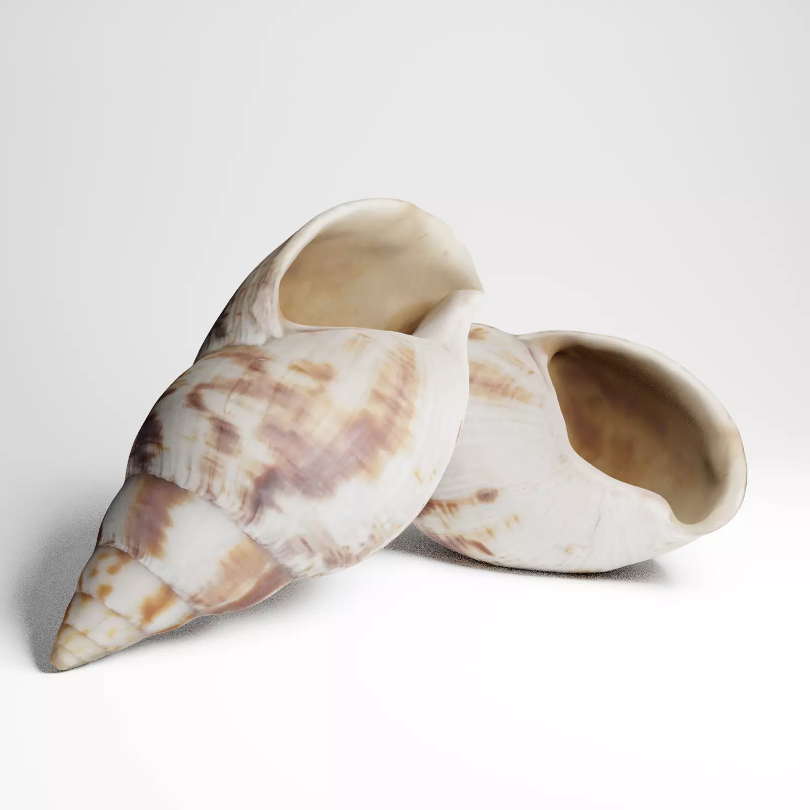 Seashell from Mozambique 3d Scan 3D model_0
