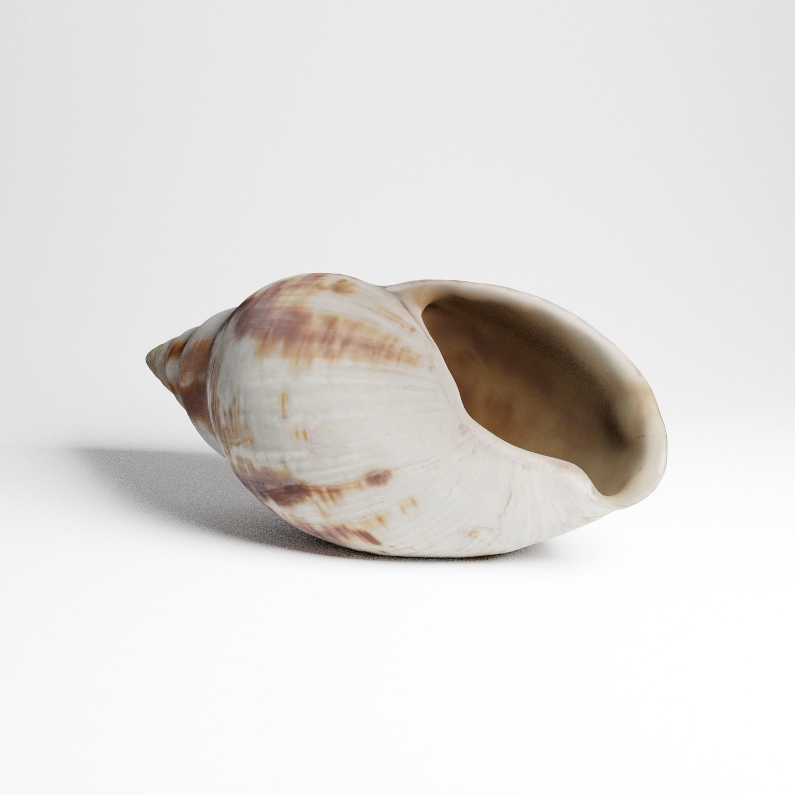 Seashell from Mozambique 3d Scan 3D model_5