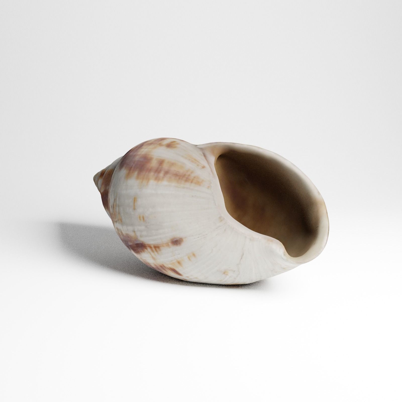 Seashell from Mozambique 3d Scan 3D model_23