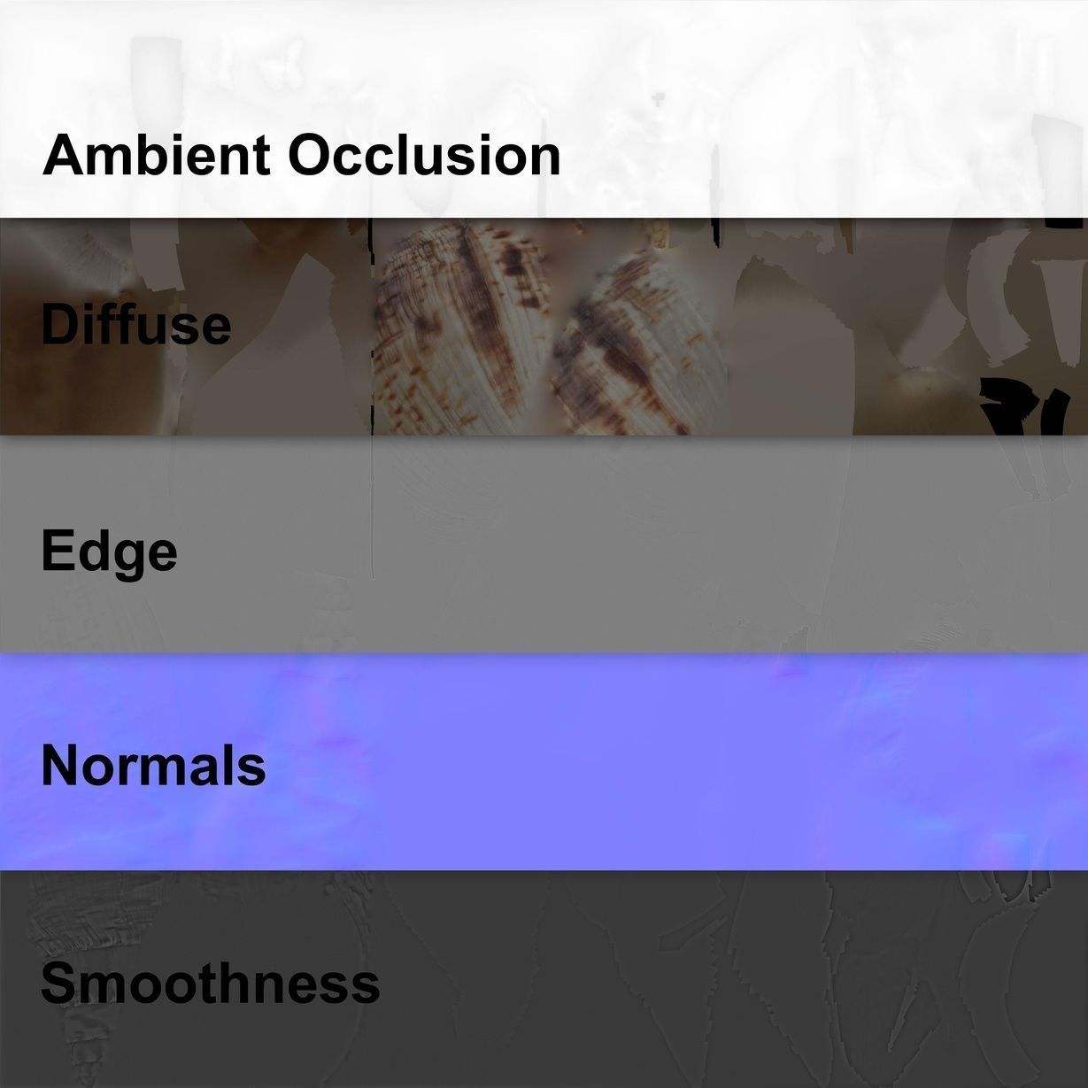 Seashell from Mozambique 3d Scan 3D model_4