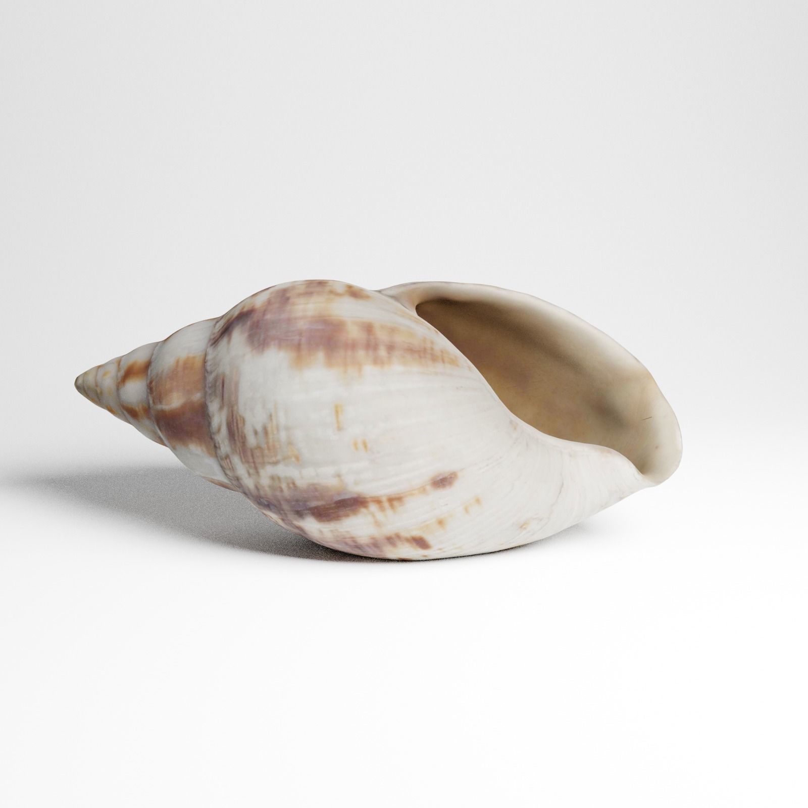 Seashell from Mozambique 3d Scan 3D model_8